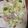 yurin916's cooksnap of when they made キャベツと新生姜のさっぱり炒め.