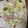 yurin916's cooksnap of when they made キャベツと新生姜のさっぱり炒め.