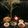 honeyrock's cooksnap of when they made ***大漁★我が家の鯵の粗なめろう***.