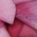 ままんき's cooksnap of when they made 赤白大根の甘酢漬け.