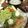 クリスまゆ's cooksnap of when they made ☆さっぱりおろしハンバーグ☆.