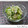 ちょこ☆ちょこ's cooksnap of when they made きゅうりとじゃこの酢のもの.