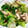 korokoro0's cooksnap of when they made 簡単青梗菜としいたけの中華風ソテー.