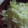 ☆しいたんママ☆'s cooksnap of when they made 簡単☆キャベツとウィンナーのマヨぽん和え.
