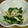 chiisan15's cooksnap of when they made 春菊とささみのおひたし.