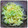 鈴木ちょこび's cooksnap of when they made セロリとイカの燻製のレモン汁和え.