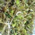 ちびちびまる子's cooksnap of when they made 大根の茎とジャコのゴマ油炒め☆ﾟ'･:*.