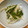 テラスタジオ's cooksnap of when they made ◎ ゴーヤと玉ねぎの和風サラダ ◎.