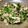 maarine's cooksnap of when they made 豆苗の炒め物.