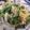 tomokoshiawase's cooksnap of when they made 菜の花と玉葱のマヨチー胡麻サラダ.