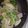 みほきのこ's cooksnap of when they made レタス炒め.