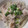 ＫＥＫＯＣＨＩ's cooksnap of when they made 豚肉ともやしの塩麹蒸し.