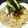 yuyu0823's cooksnap of when they made ＊ﾂﾅと大根おろしのﾊﾟｽﾀ＊.