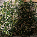 クックV7VL78☆'s cooksnap of when they made 味付け簡単！大根の葉っぱと豚ひき肉炒め.