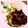 sugarhal's cooksnap of when they made 簡単☆鶏肉の塩麹焼き.