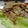 monchanママ's cooksnap of when they made 豚生姜焼き！☆簡単安い編☆.
