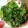 moeee69's cooksnap of when they made シンプル(^-^)ほうれん草のごま和え.