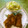 光の森ママ's cooksnap of when they made わが家の定番＊豚の生姜焼き.