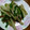 単！！'s cooksnap of when they made ジャガイモとハムの千切り炒め.