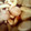 ｍｉｉ２４'s cooksnap of when they made サトイモとイカの煮物.