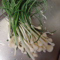 ひっこ's cooksnap of when they made のびる（野蒜）の下処理.