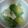 可愛いあゆちゃん's cooksnap of when they made アボカド★ジェノバサラダ.