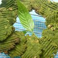 ママフィオ's cooksnap of when they made 抹茶クッキー.