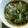 しのかなママ's cooksnap of when they made 小松菜と干し小エビの煮びたし.