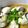 アコレモネード's cooksnap of when they made 生牡蠣風！牡蠣の柚胡椒ポン酢.