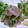 Pomodoro11's cooksnap of when they made 焼肉屋さん風～アジのお刺身♪.