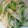 かぴーな's cooksnap of when they made ネギとエノキのさっと煮.