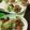 なおなお１０２２'s cooksnap of when they made ごまからあげ.