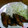 単！！'s cooksnap of when they made 手羽中のしょうが醤油焼き.