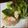 tatequni's cooksnap of when they made エビとホタテのタルタル.