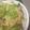 pinkick's cooksnap of when they made ソーセージとキャベツのスパゲティ.