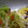みこまる食堂's cooksnap of when they made めかじきのマヨにんにく焼き.