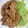 †エレン†'s cooksnap of when they made ＊さっと作ろう＾＾豚肉の生姜焼き＊.