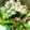 koyumix's cooksnap of when they made ほうれん草のお浸し.