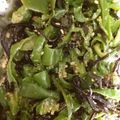 amaidog's cooksnap of when they made レンジで超簡単！ピーマンのごま昆布和え★.