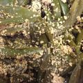 いっちーまうす's cooksnap of when they made 弁当の一品。ピーマン炒め.