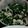 単！！'s cooksnap of when they made 春菊の白和え.