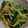 ヨシヨッシー's cooksnap of when they made ほうれん草とじゃこ海苔和え.
