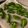 アスパラだいすき's cooksnap of when they made ピーマンの肉詰め.