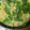 えみゾー☆'s cooksnap of when they made 蒲鉾椎茸三つ葉の卵とじ.