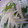 ☆Ｙ’ｓ ｗｉｆｅ☆'s cooksnap of when they made 水菜と大根のゴマ風味.