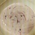 ましゃきのまま's cooksnap of when they made 簡単♪ブルーベリーヨーグルト.