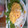 たまーん's cooksnap of when they made ムーサップ（タイの卵焼き）.