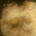 piiiiirc's cooksnap of when they made 簡単！栗ごはん.