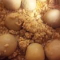 貞ちゃんらぶ's cooksnap of when they made ☆里芋のそぼろあんかけ☆.