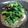 かすすす's cooksnap of when they made ほうれん草のナムル.